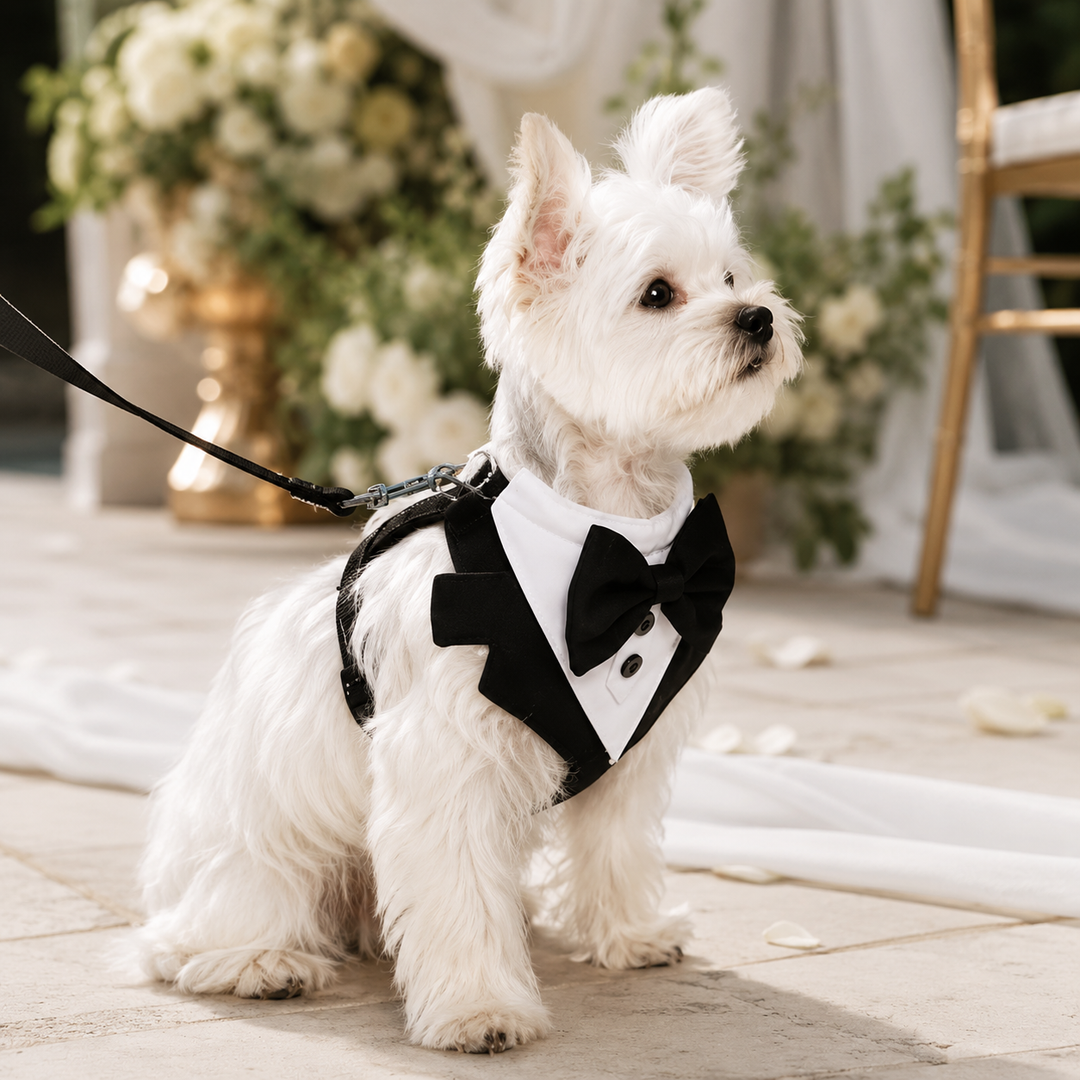 Elegantes Hunde Smoking-Geschirr mit schwarzer Fliege für festliche Anlässe und Hundemode.