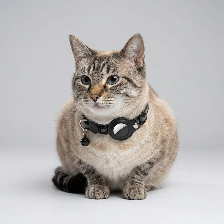 Nahaufnahme eines leichten GPS-Trackers am Halsband einer Katze, zeigt die kompakte Form und Live-Tracking-Möglichkeiten