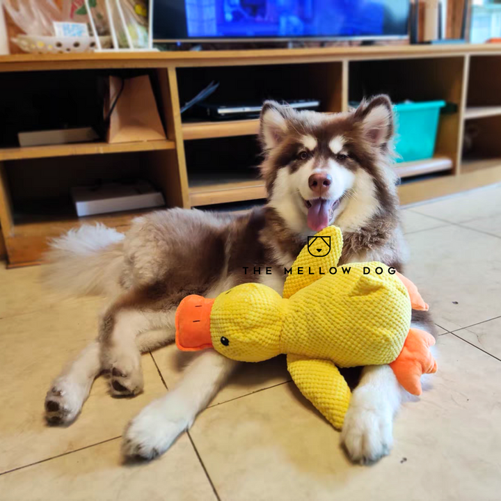 Beruhigende Ente für Hunde - Anti-Langeweile & Glück