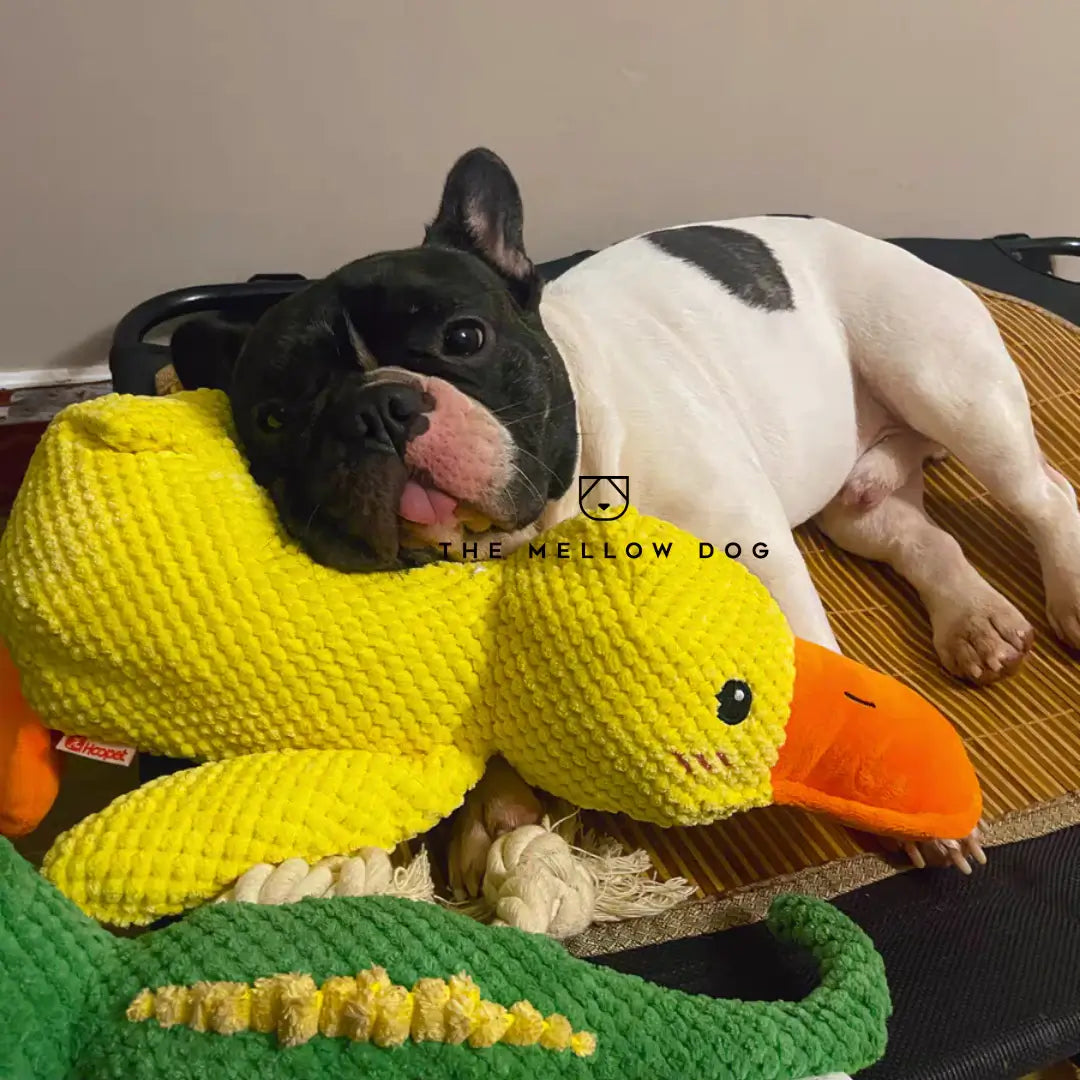 Beruhigende Ente für Hunde - Anti-Langeweile & Glück