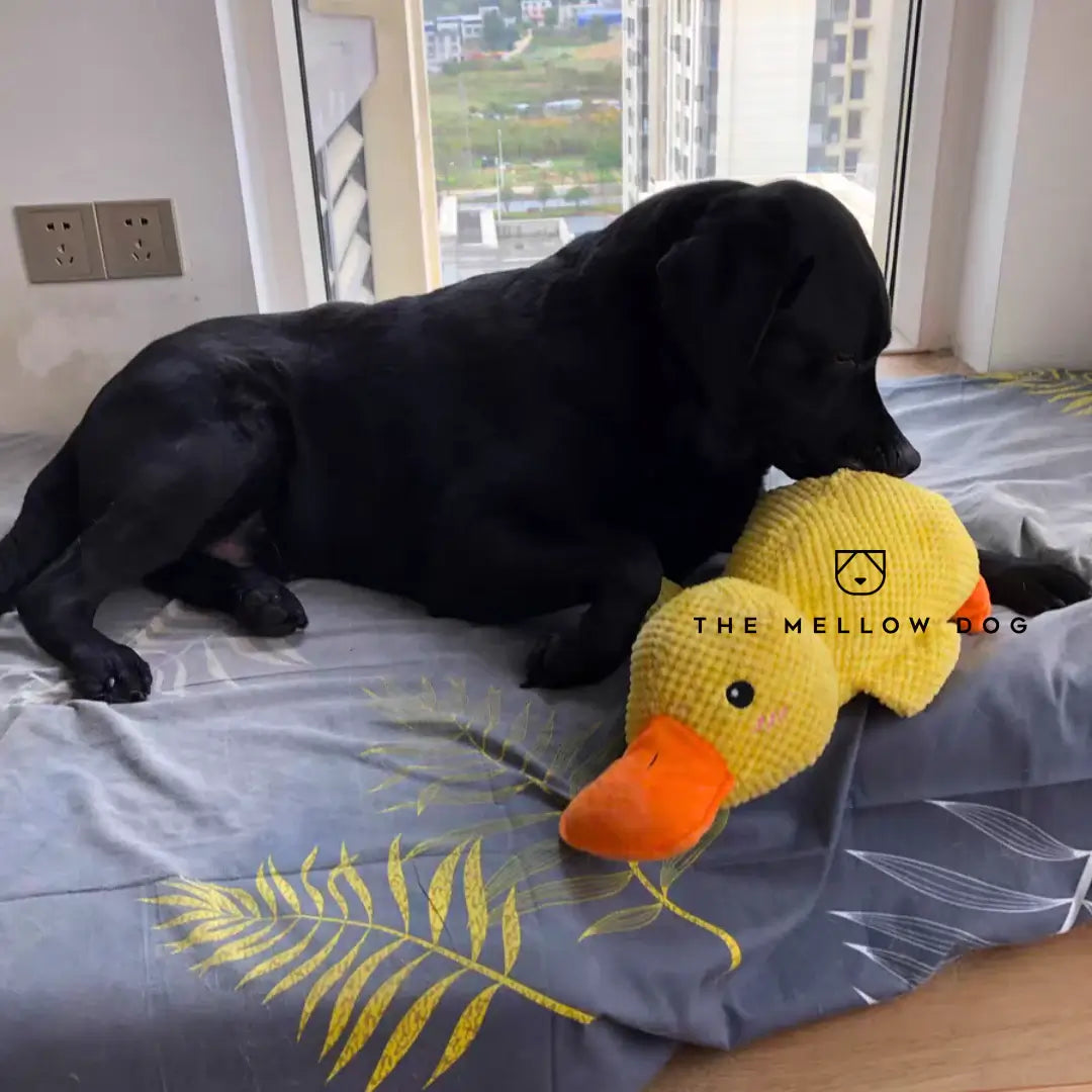 Beruhigende Ente für Hunde - Anti-Langeweile & Glück